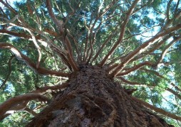 Sequoiadendron giganteum / Óriás mamutfenyő